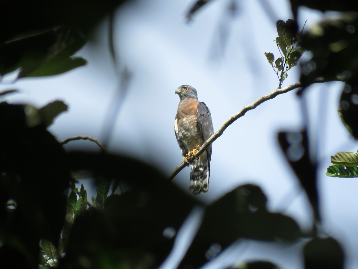 Double-toothed Kite - ML261219141