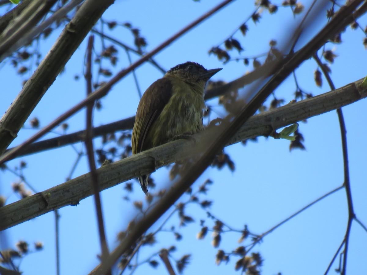 Olivaceous Piculet - ML261219211