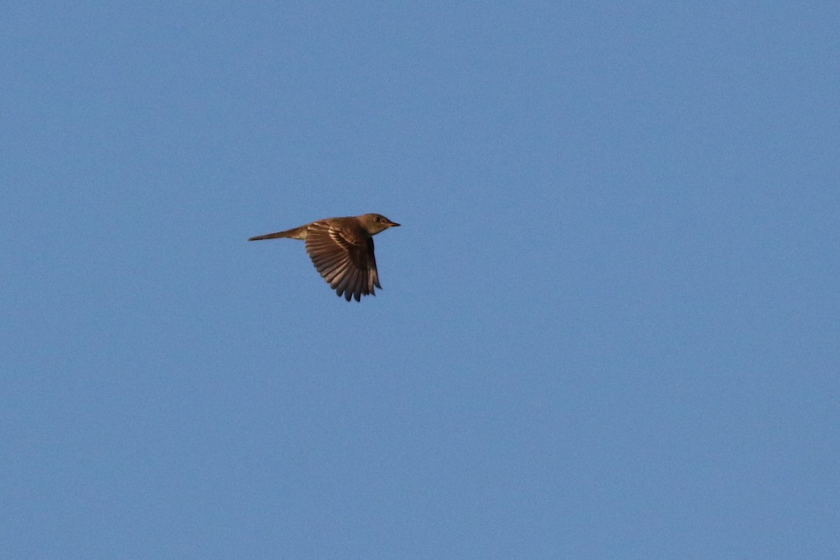Eastern Wood-Pewee - ML261219681