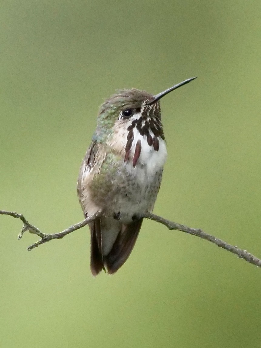 Calliope Hummingbird - Jeff Osborne