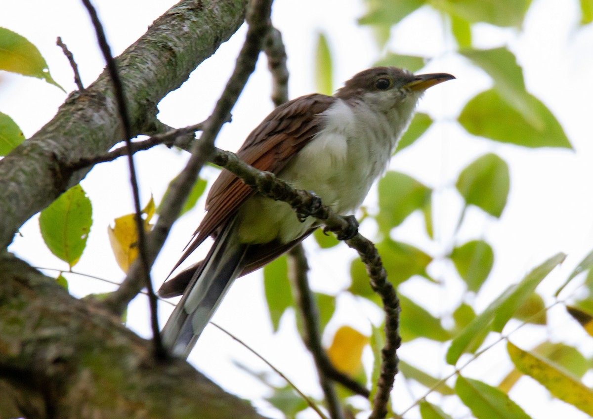 Yellow-billed Cuckoo - ML261220881