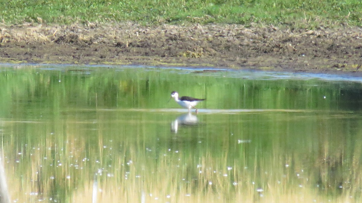 Black-necked Stilt - ML261220891