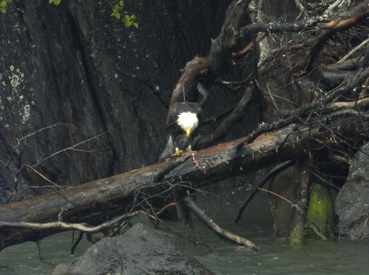 Bald Eagle - Tongass Bird Observations