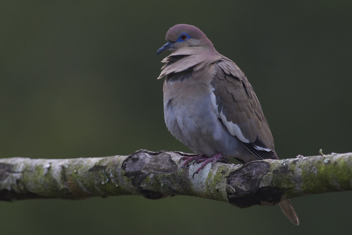 White-winged Dove - ML26122381