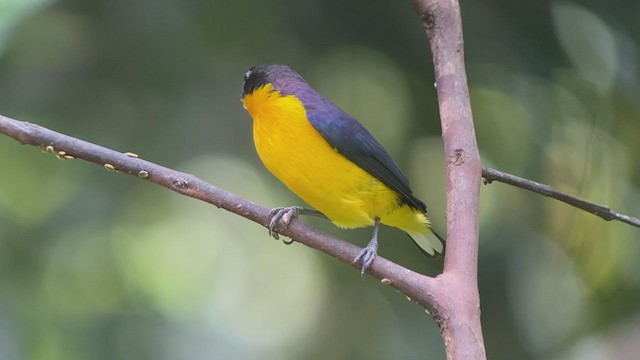 Violaceous Euphonia - ML261224061