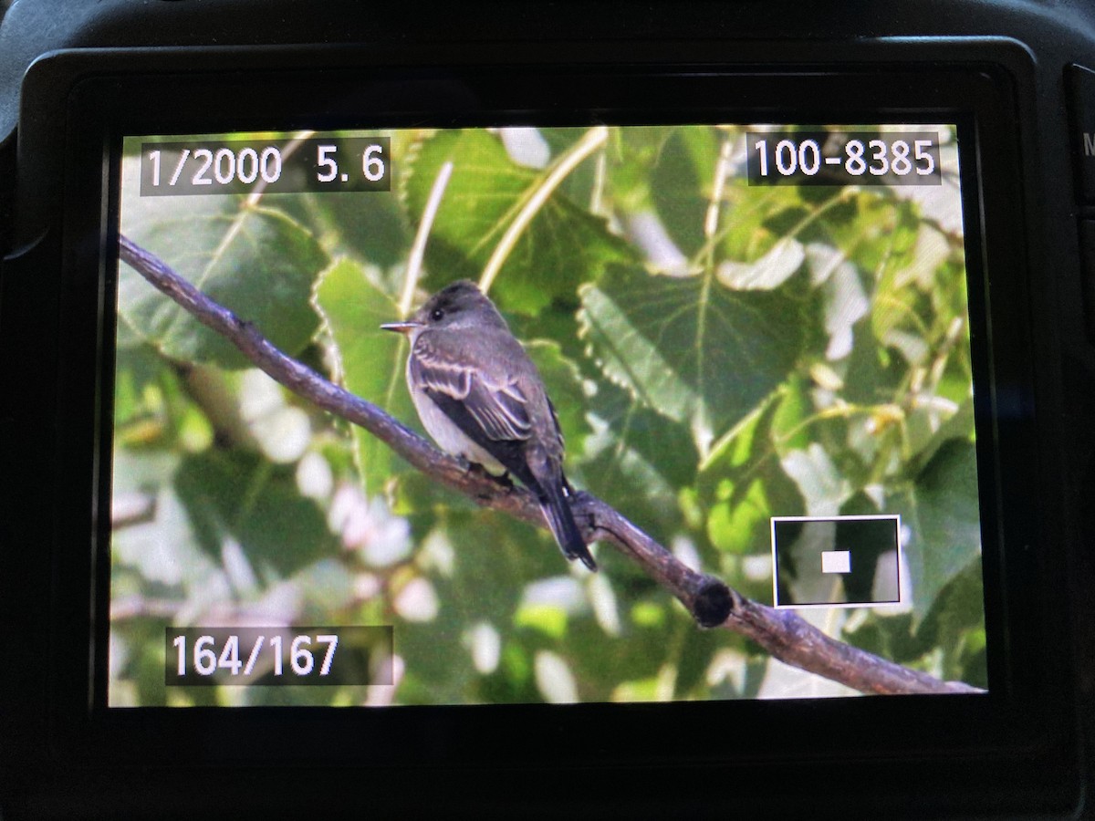 Western Wood-Pewee - ML261225071