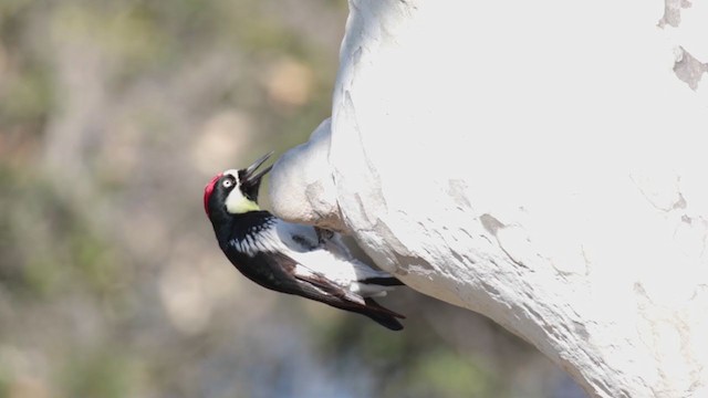 Acorn Woodpecker - ML261225661