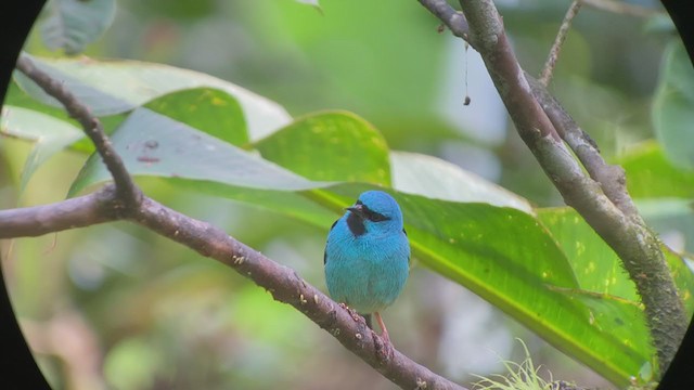 Dacnis bleu - ML261225771