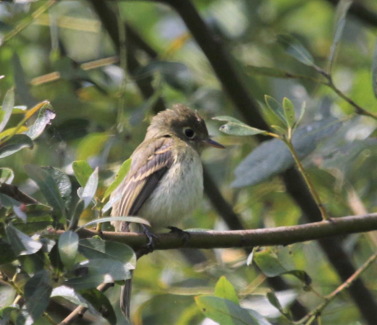 Western Flycatcher (Pacific-slope) - ML261226111