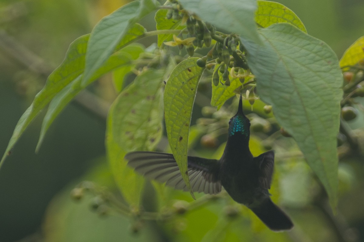 Emerald-chinned Hummingbird - ML26122751