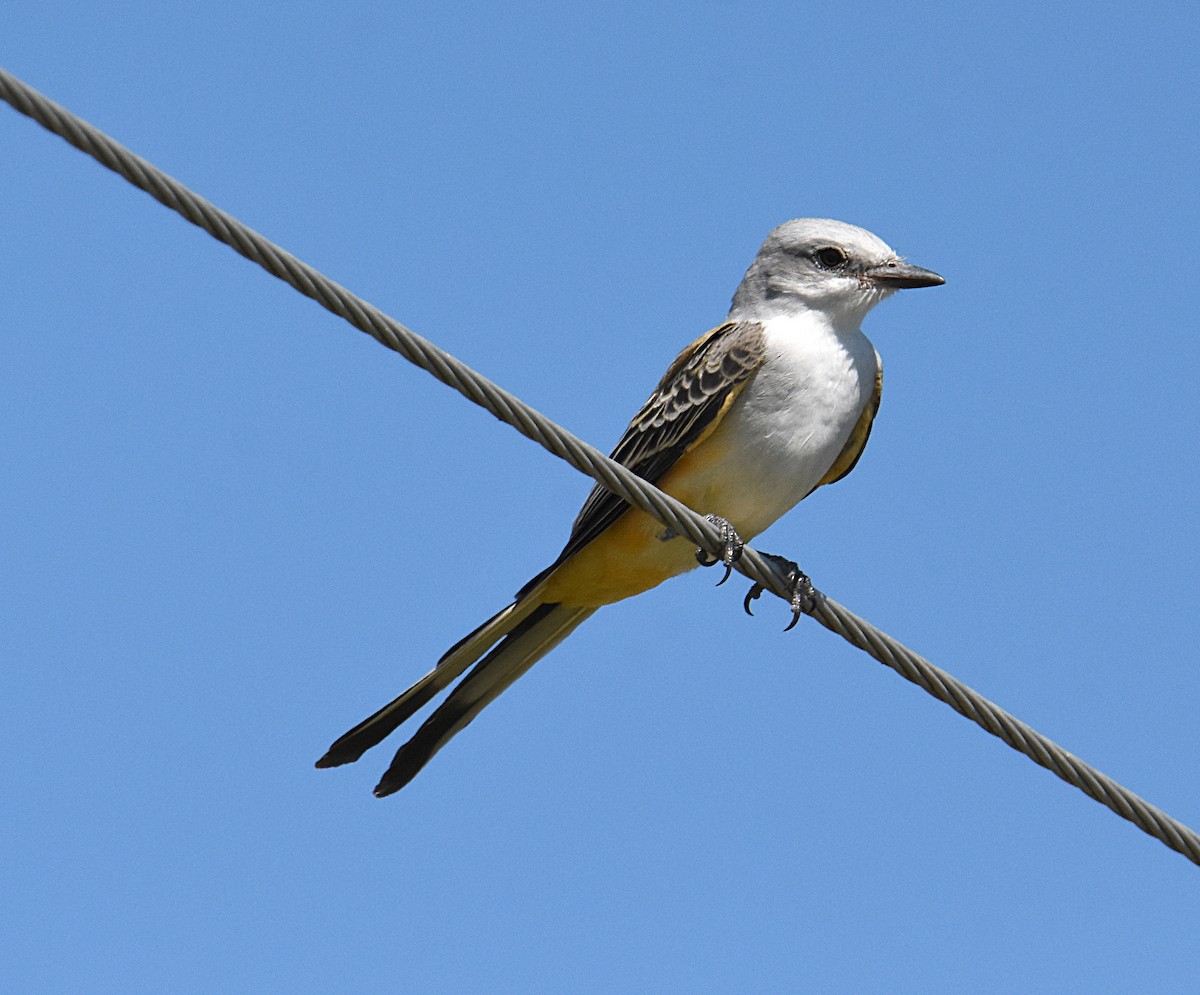 Scissor-tailed Flycatcher - Glenn Wyatt