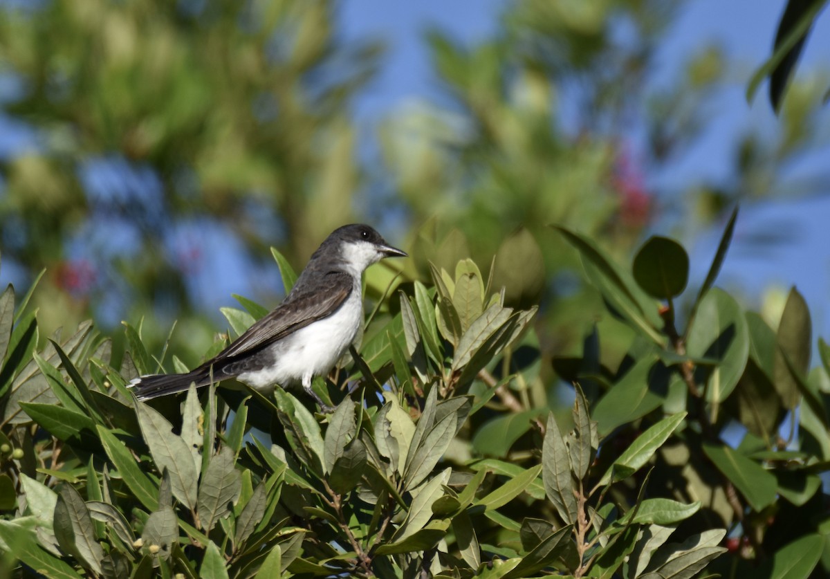 Eastern Kingbird - ML261228071