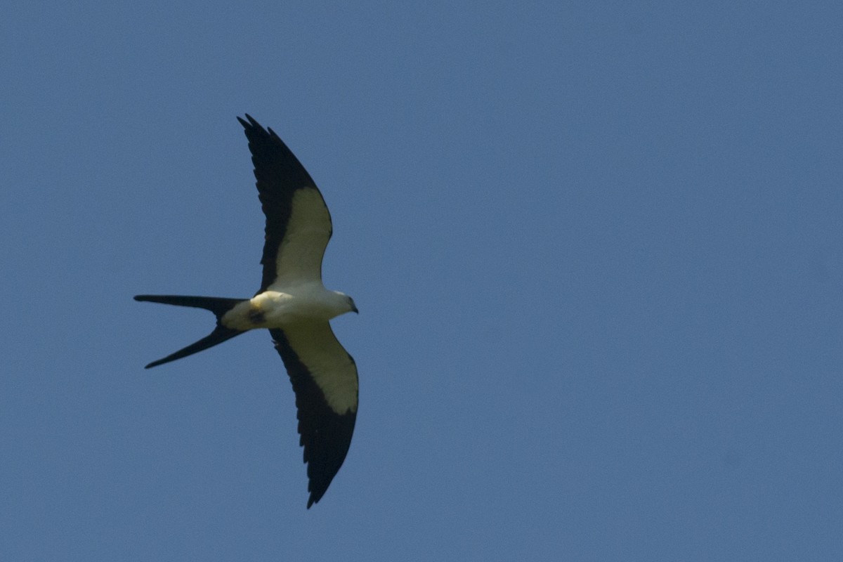 Swallow-tailed Kite - ML26122851
