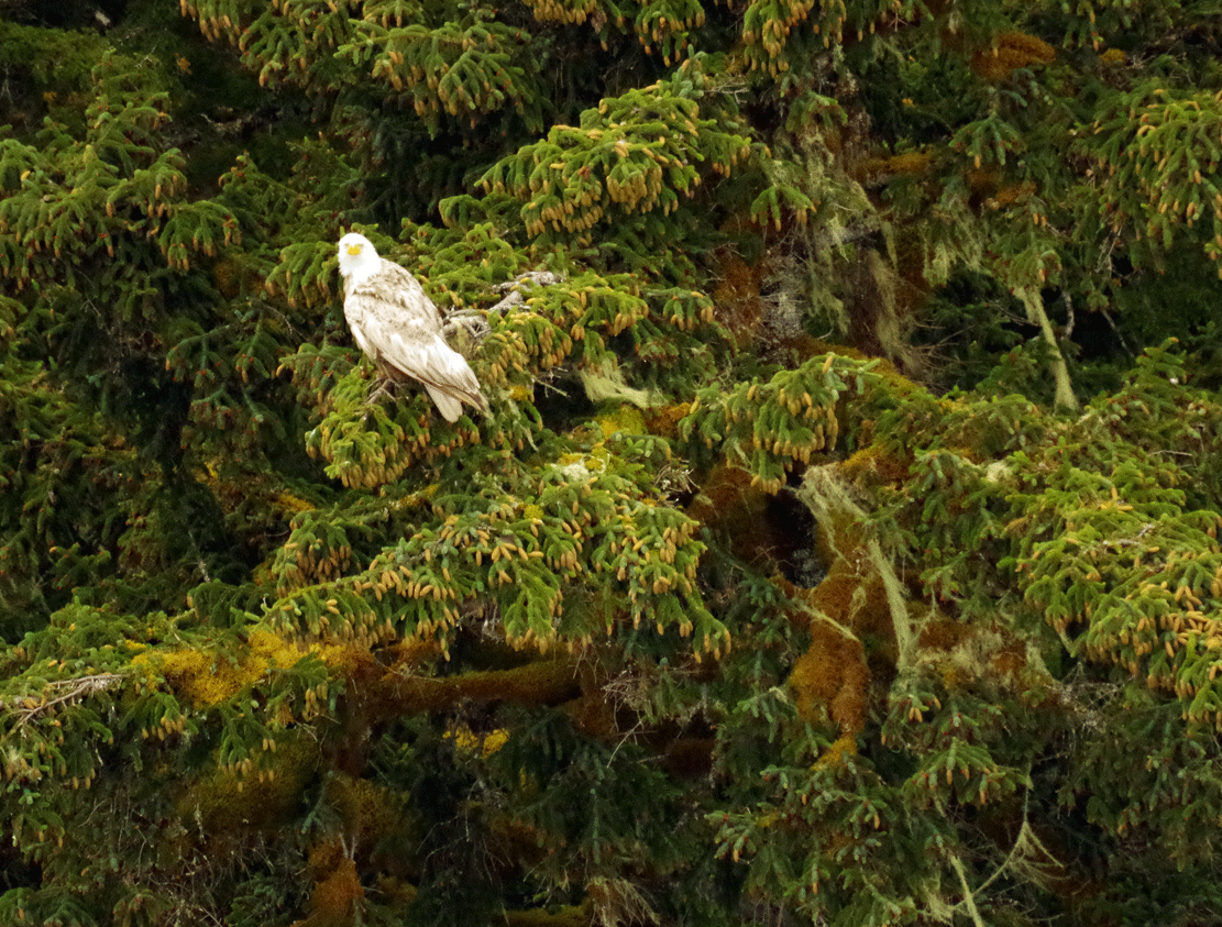 Bald Eagle - Tongass Bird Observations