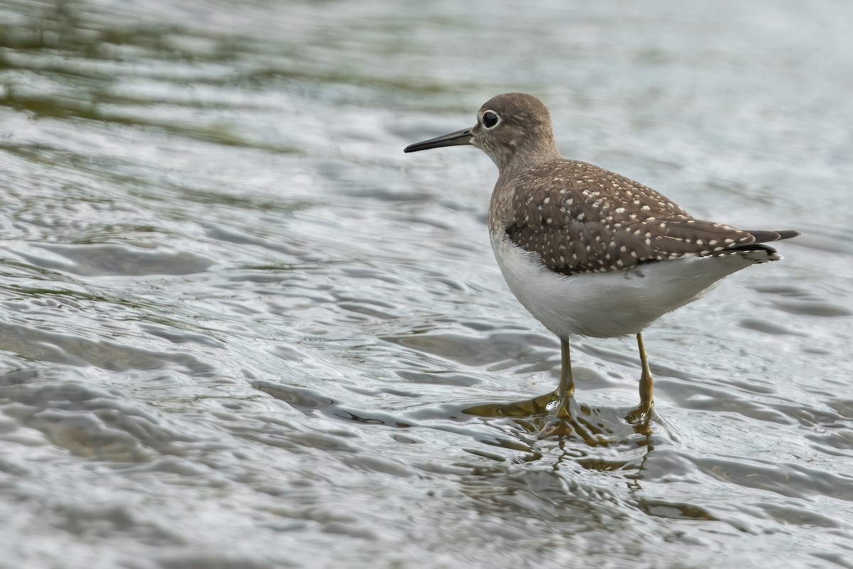 Solitary Sandpiper - Kyle Blaney