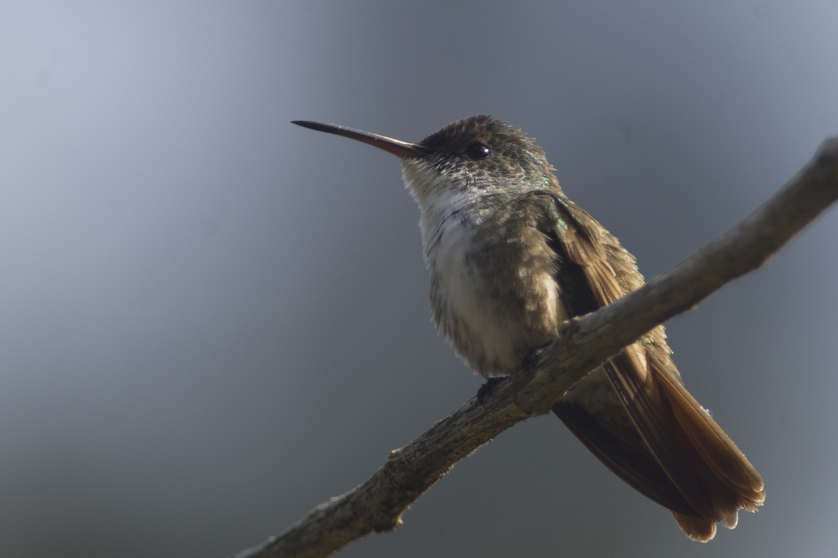 Azure-crowned Hummingbird - John Cahill xikanel.com