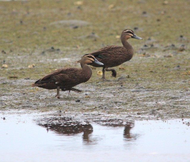 Pacific Black Duck - ML26123441