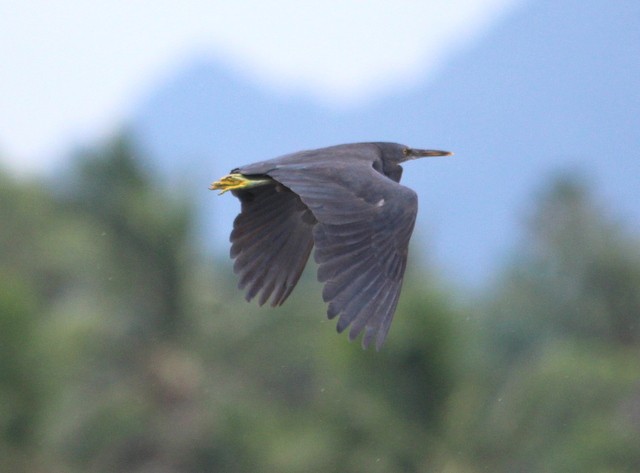 Pacific Reef-Heron - ML26123451