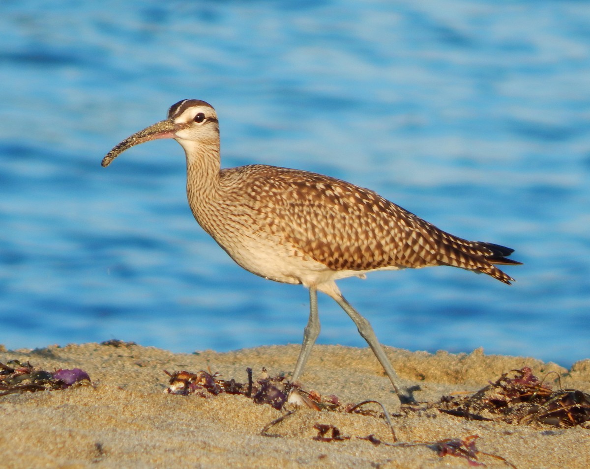 Whimbrel - Teale Fristoe