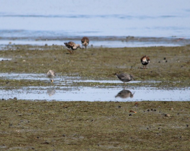 Gray-tailed Tattler - ML26123521