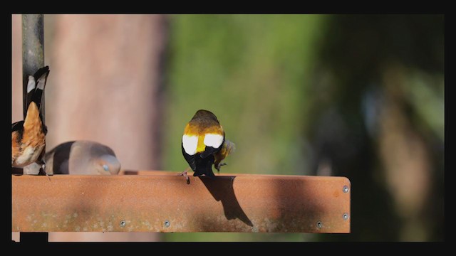 Evening Grosbeak - ML261236261