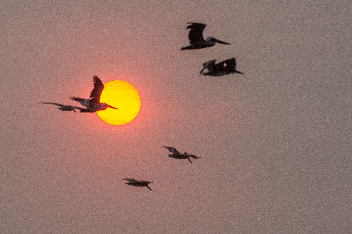 Brown Pelican - ML261236961