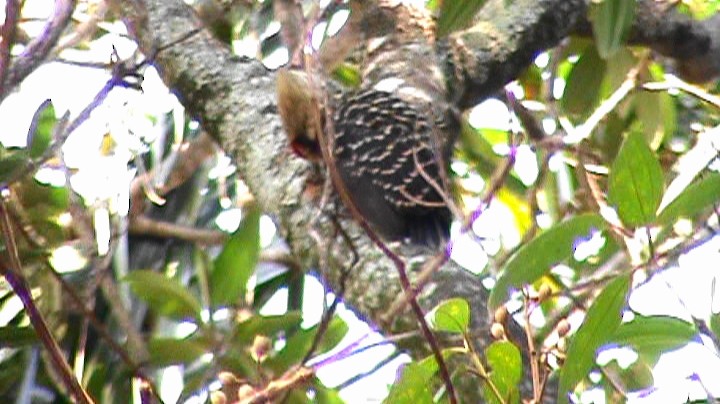 Blond-crested Woodpecker - ML261239301