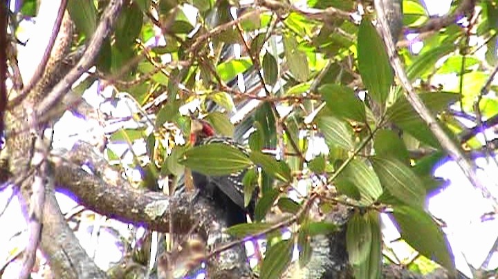 Blond-crested Woodpecker - ML261239311