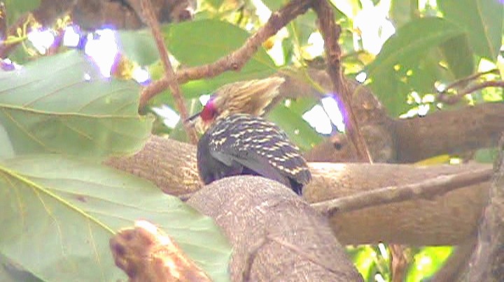 Blond-crested Woodpecker - ML261239321
