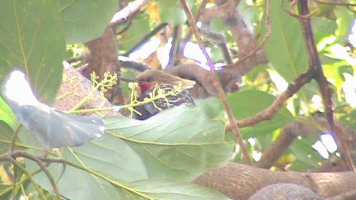 Blond-crested Woodpecker - ML261239331