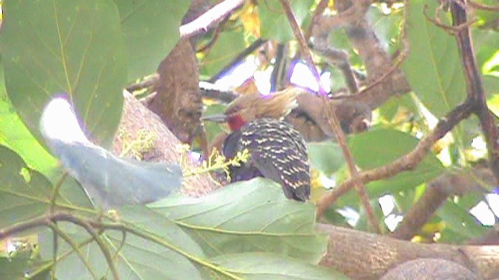 Blond-crested Woodpecker - ML261239341