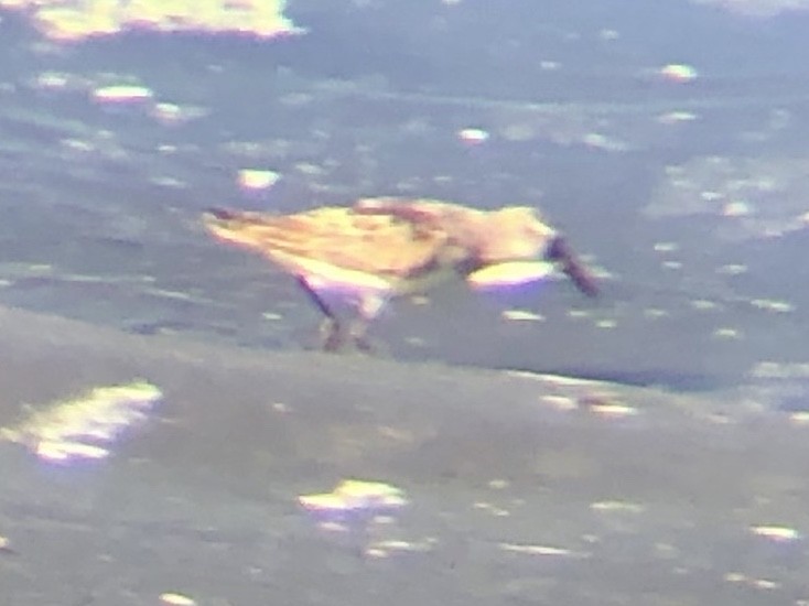 Semipalmated Sandpiper - ML261242091