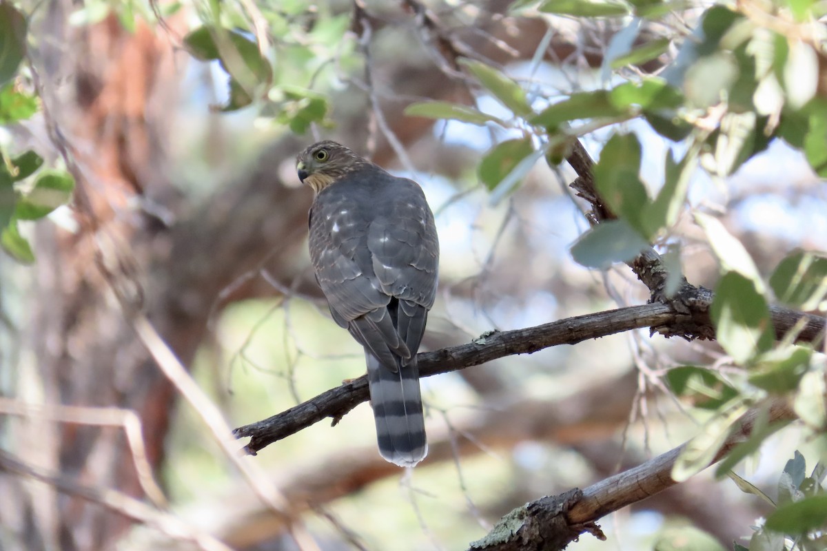 Cooper's Hawk - Carol Comeau