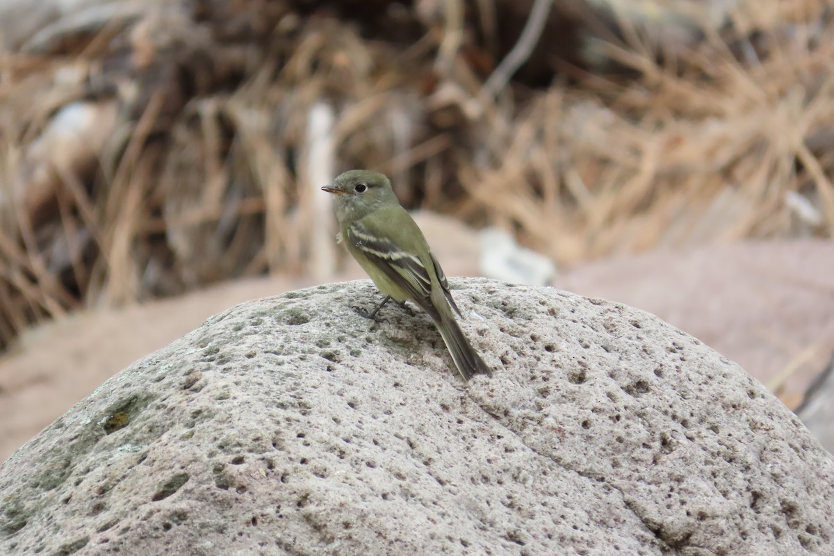 Hammond's Flycatcher - ML261244441