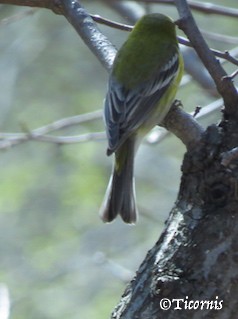 Pine Warbler - ML26124531