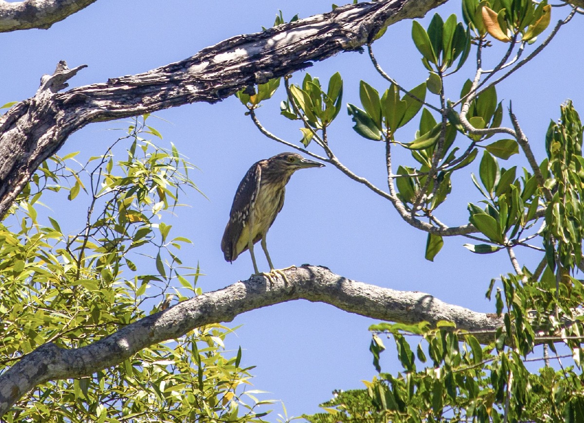 Striated Heron (Old World) - ML261246001