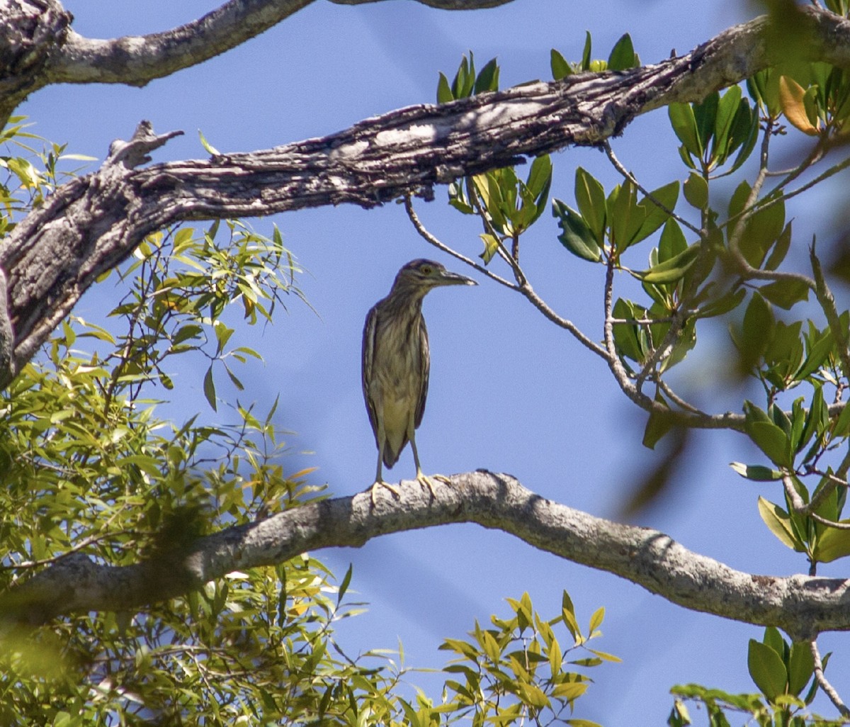 Striated Heron (Old World) - ML261246011