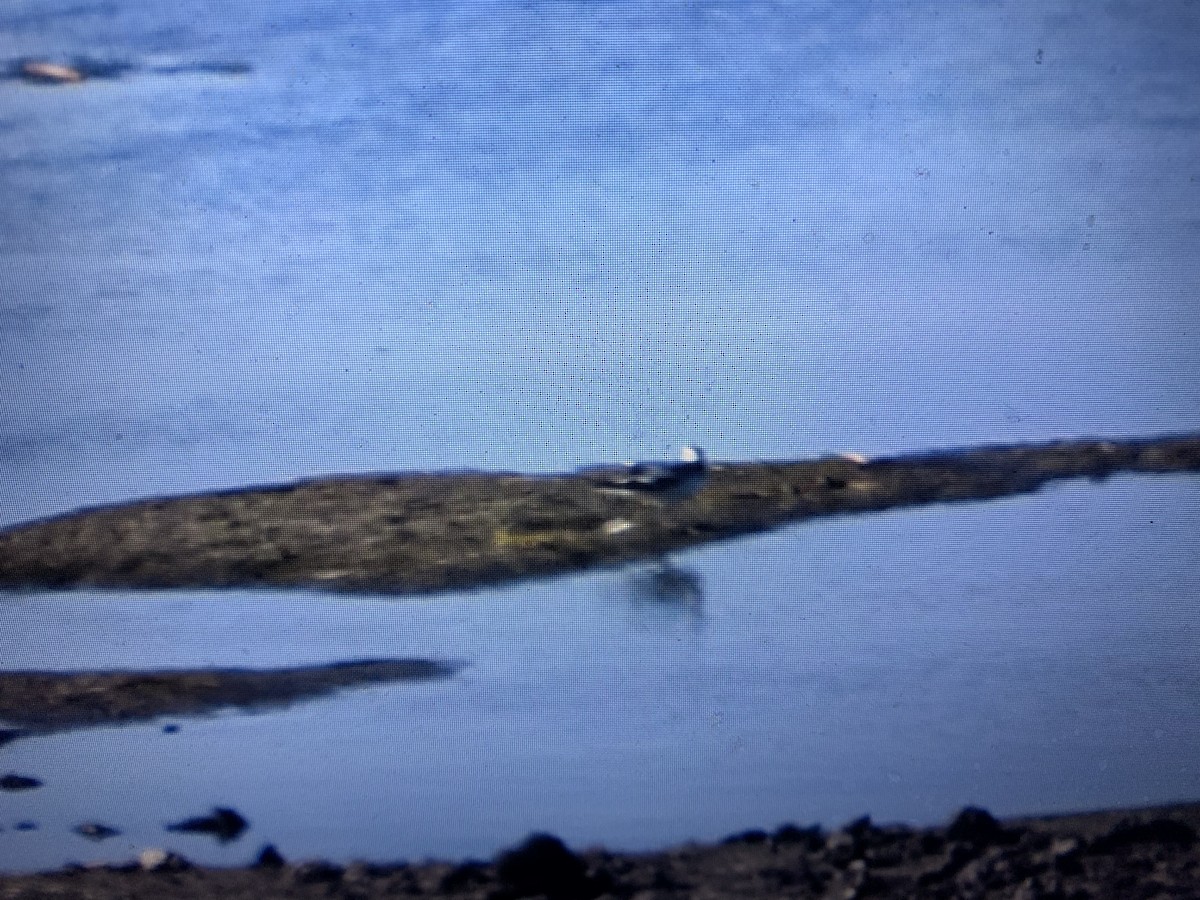 Red Phalarope - ML261246491