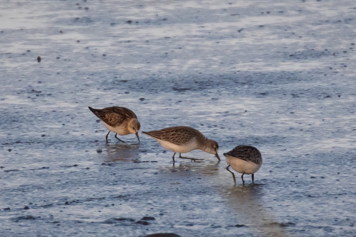 Little Stint - ML261246931