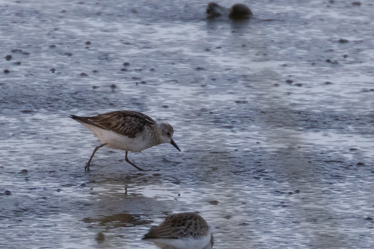 Little Stint - ML261246981