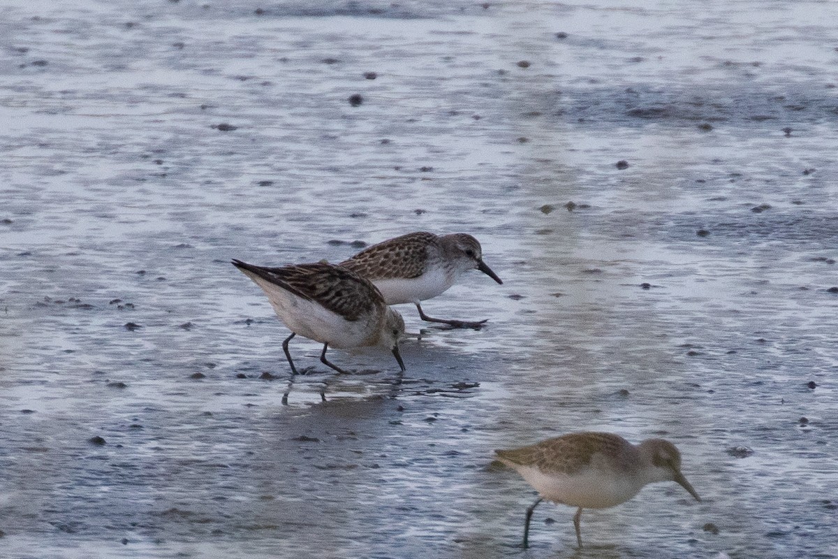 Little Stint - ML261246991