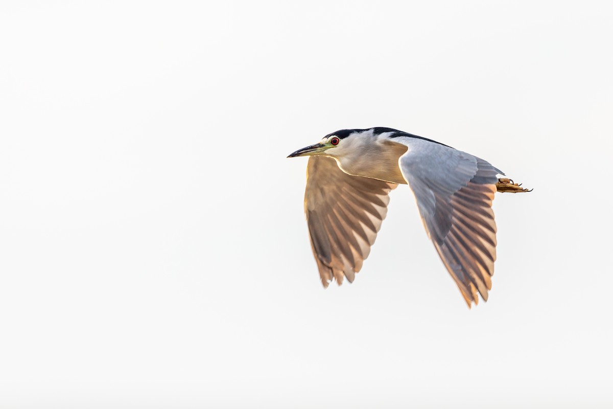 Black-crowned Night Heron - Brad Imhoff