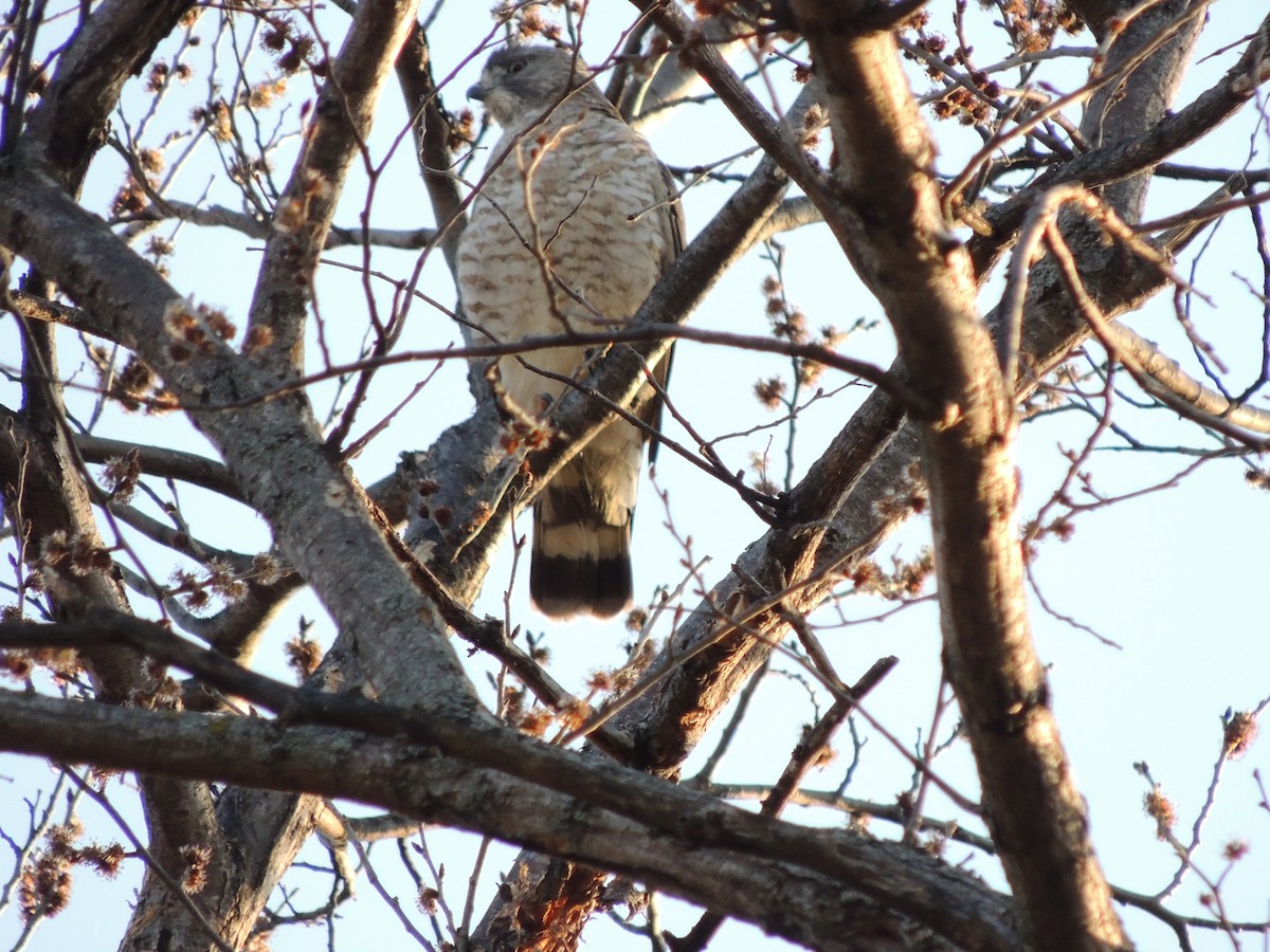 Broad-winged Hawk - Paul & Koni Fank