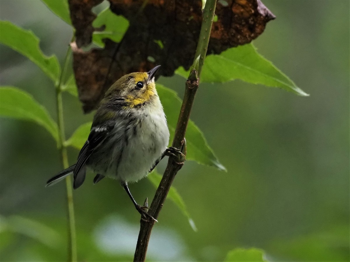 Black-throated Green Warbler - ML261250551