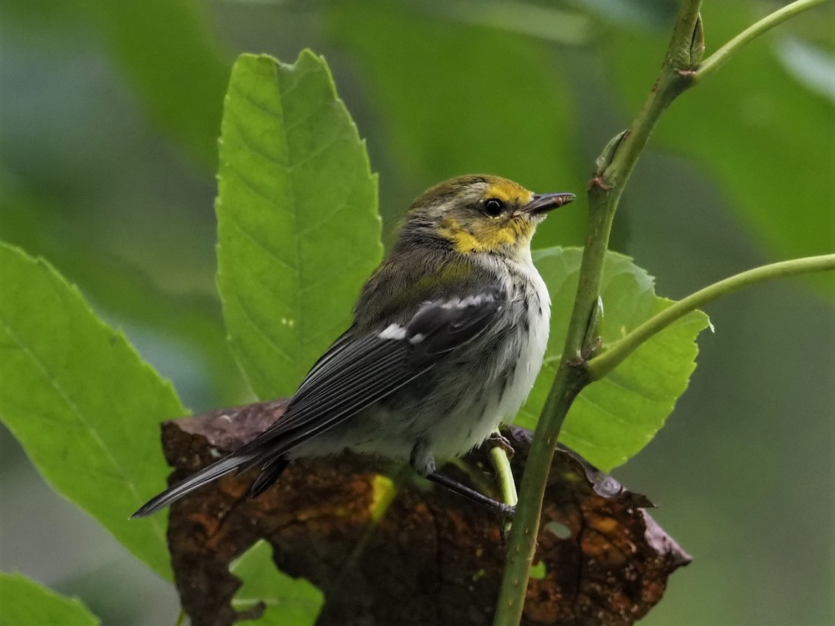 Black-throated Green Warbler - ML261250571