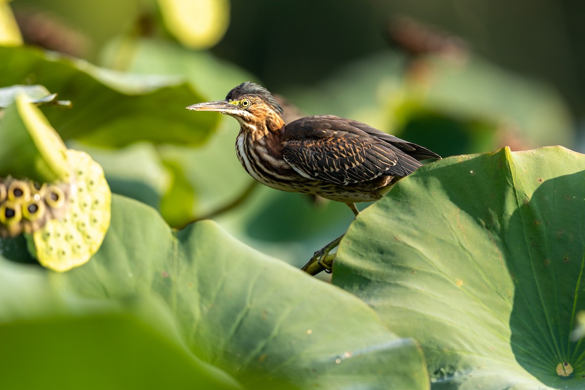 Green Heron - ML261250861