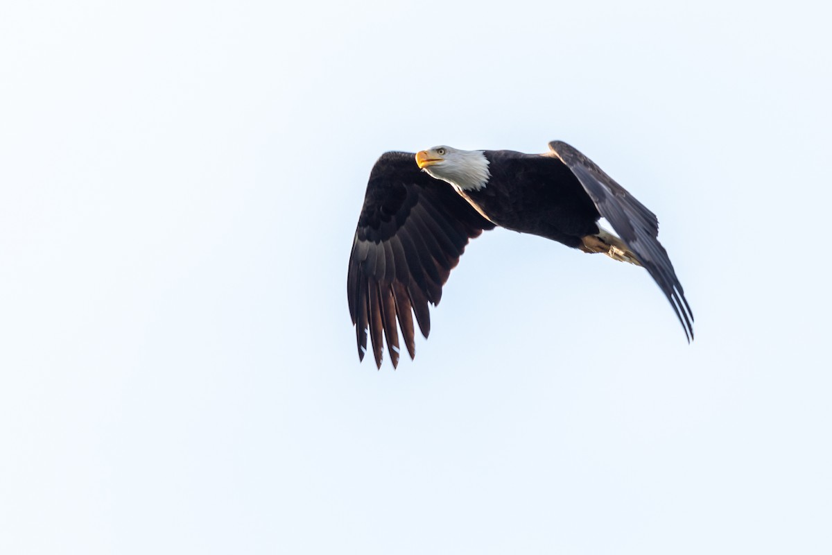 Bald Eagle - ML261251051