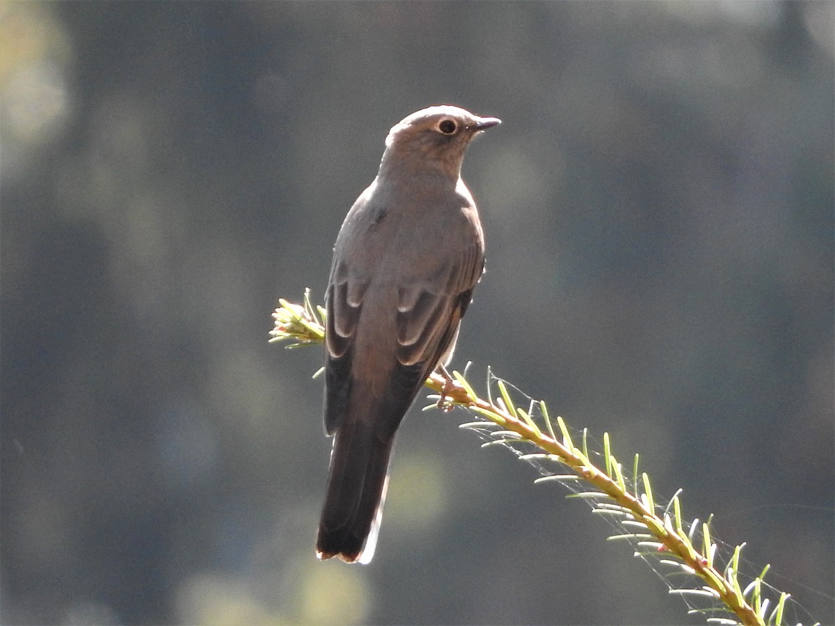 Townsend's Solitaire - ML261253981