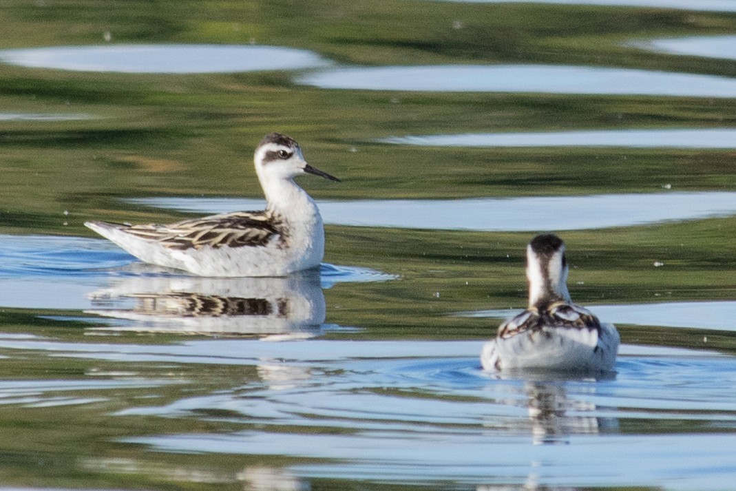 Red-necked Phalarope - ML261254361