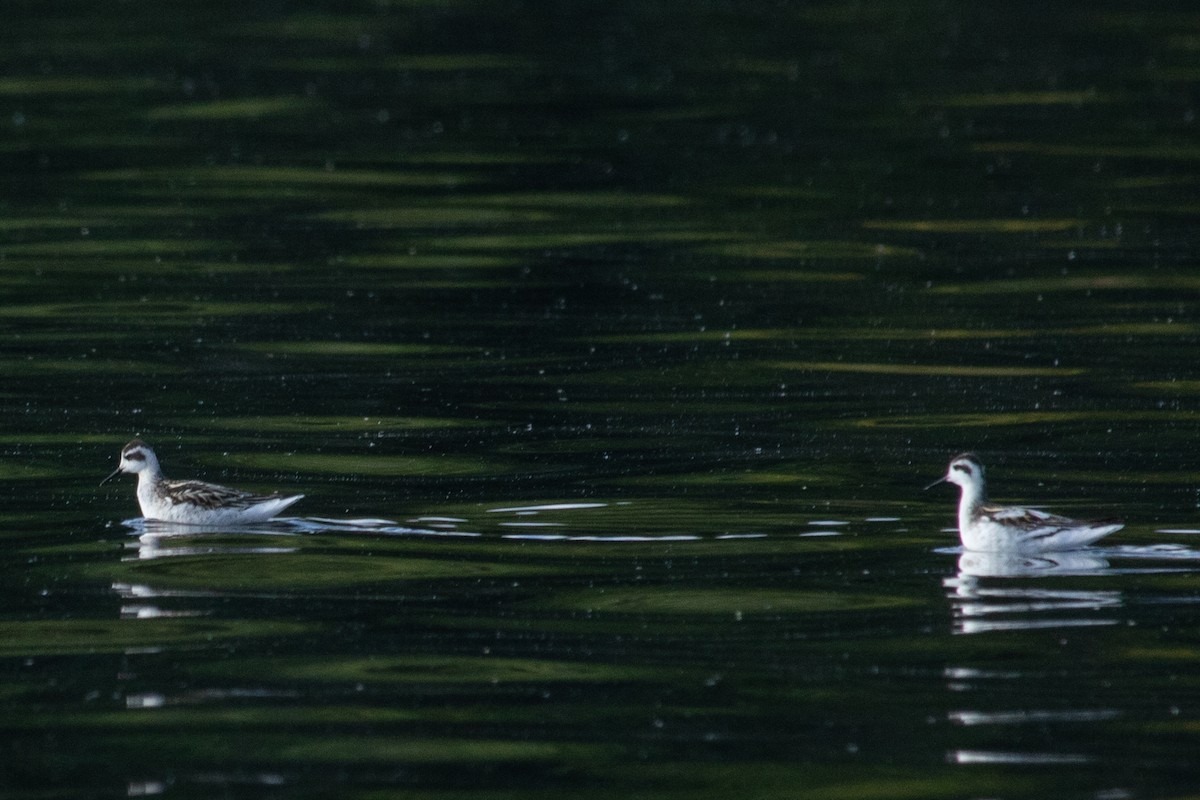 Red-necked Phalarope - Jeff Hullstrung